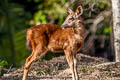 Sambar Deer Rusa unicolor