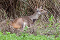 Sambar Deer Rusa unicolor