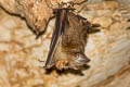 Hipposideros lylei