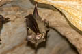 Hipposideros lylei