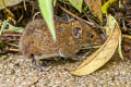 Short-tailed Gymnure Hylomys suillus