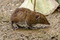 Short-tailed Gymnure Hylomys suillus