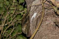 Sunda Colugo Galeopterus variegatus (Malayan Flying Lemur)