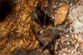 Sunda Short-nosed Fruit Bat Cynopterus brachyotis