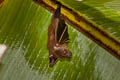 Sunda Short-nosed Fruit Bat Cynopterus brachyotis