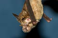 Thai Horseshoe Bat Rhinolophus thailandensis