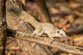 Variable Squirrel Callosciurus finlaysonii (Finlayson's Squirrel)