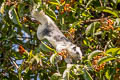 Variable Squirrel Callosciurus finlaysonii (Finlayson's Squirrel)