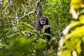 White-handed Gibbon Hylobates lar (Lar Gibbon)