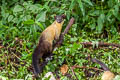 Yellow-throated Marten Martes flavigula