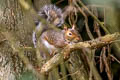 Eastern Grey Squirrel Sciurus carolinensis