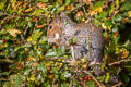 Eastern Grey Squirrel Sciurus carolinensis