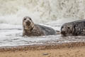 Grey Seal Halichoerus grypus