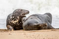 Grey Seal Halichoerus grypus