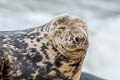 Grey Seal Halichoerus grypus