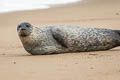 Harbour Seal Phoca vitulina (Common Seal)