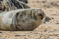 Harbour Seal Phoca vitulina (Common Seal)