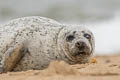 Harbour Seal Phoca vitulina (Common Seal)