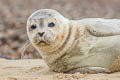 Harbour Seal Phoca vitulina (Common Seal)