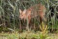 Water Deer Hydropotes inermis