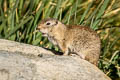 Belding's Ground Squirrel Urocitellus beldingi