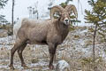 Bighorn Sheep Ovis canadensis