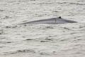 Blue Whale Balaenoptera musculus