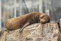 California Sea Lion Zalophus californianus