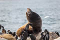 California Sea Lion Zalophus californianus