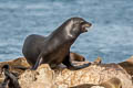 California Sea Lion Zalophus californianus