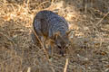 Island Fox Urocyon littoralis