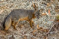 Island Fox Urocyon littoralis