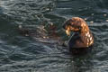 Sea Otter Enhydra lutris