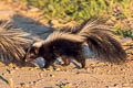 Striped Skunk Mephitis mephitis