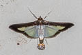 Melonworm Moth Diaphania hyalinata