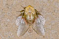 Euglyphissp sp.