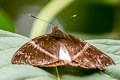 Screwworm Moth Telchin atymnius