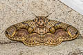 Hearsey's Owl Moth Brahmaea hearseyi
