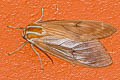 Amastus aloniae