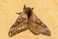 Hylesia metabus