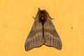 Hylesia metabus