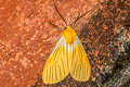 Black-veined Yellow Pseudischnocampa nervosa