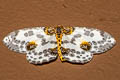Illuminated Magpie Moth Abraxas illuminata