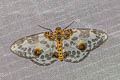 Illuminated Magpie Moth Abraxas illuminata