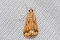 Graded Brown Pearl Achyra coelatalis