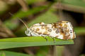 Acontia marmoralis