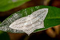 Acropteris ciniferaria