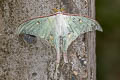 Indian Moon Moth Actias selene