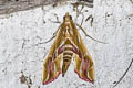 Coral Tree Moth Agathodes ostentalis