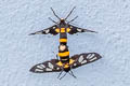 Yellow-ringed Grass Moth